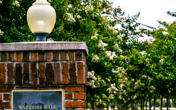 Warriors Walk Crape Myrtles in Bloom