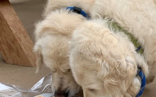 TOP DOG canvas painting 2