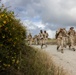 2nd Bn., 11th Marines builds camaraderie during Patriot Challenge