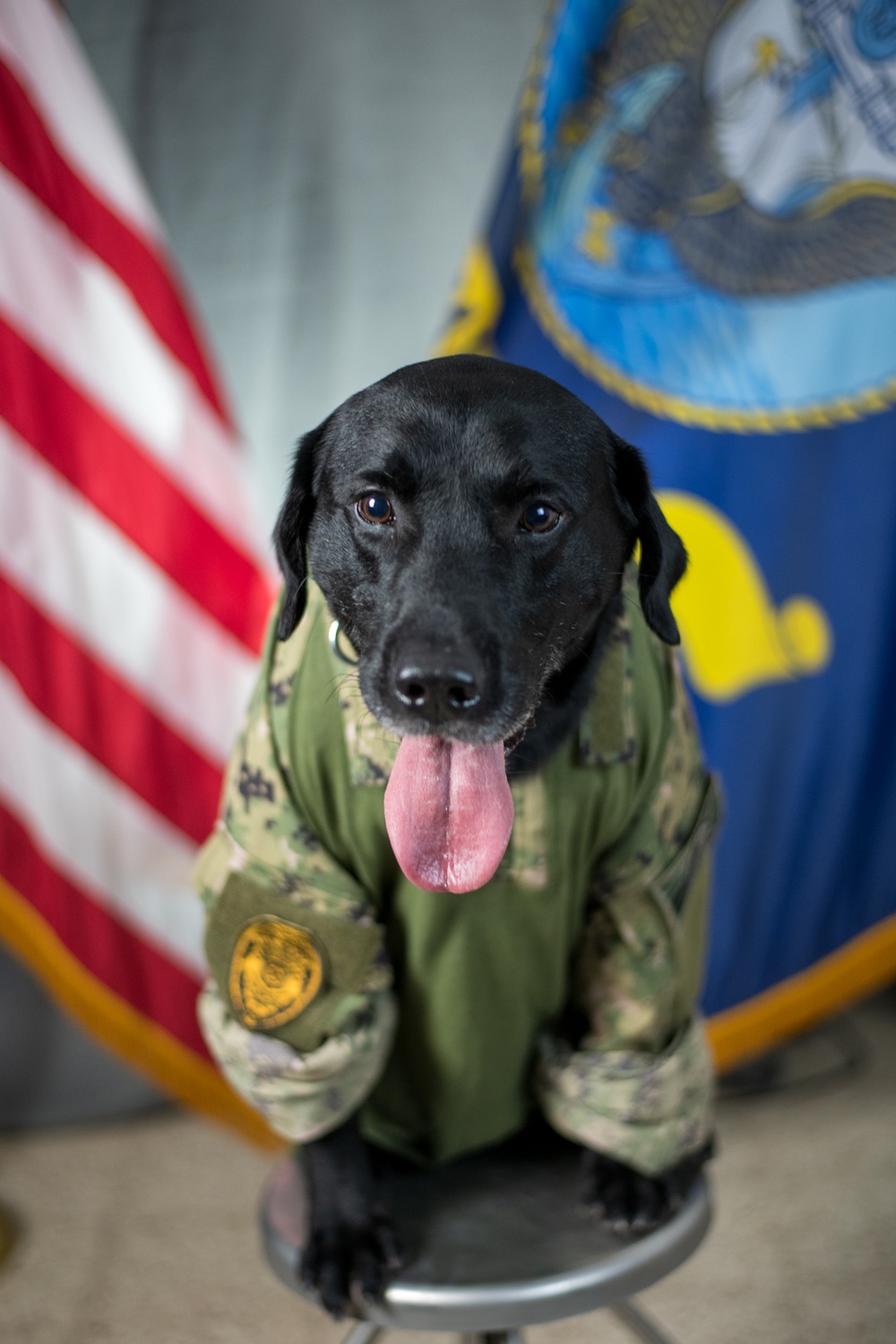 Camp Lemonnier's MWD's Security Department Pose for Portraits