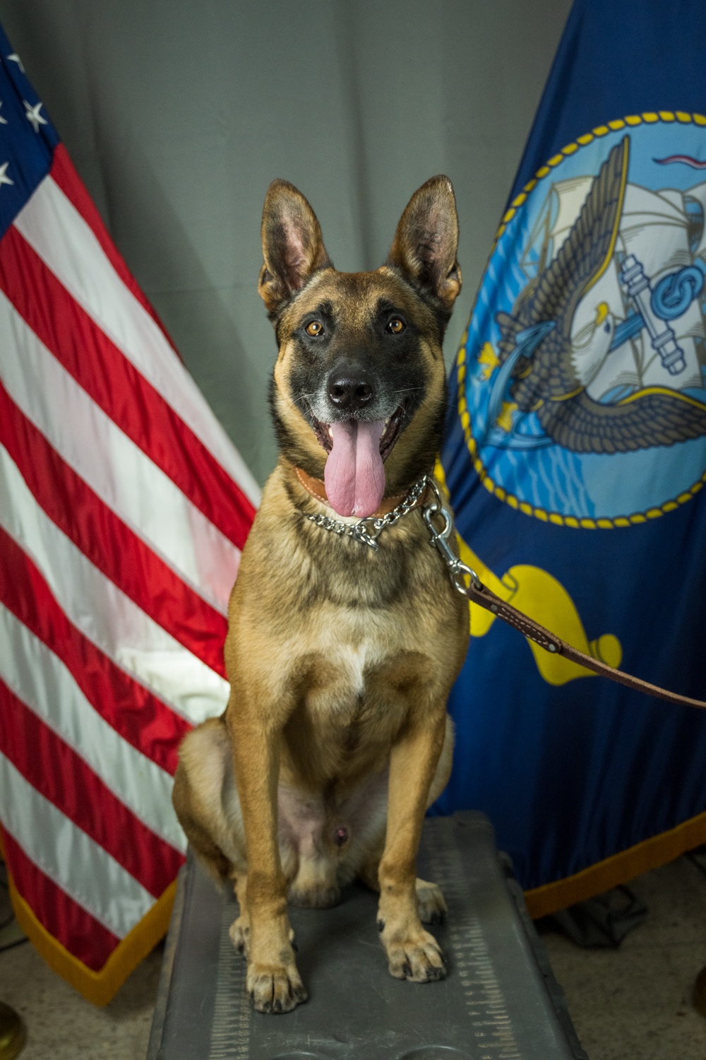Camp Lemonnier's MWD's Security Department Pose for Portraits