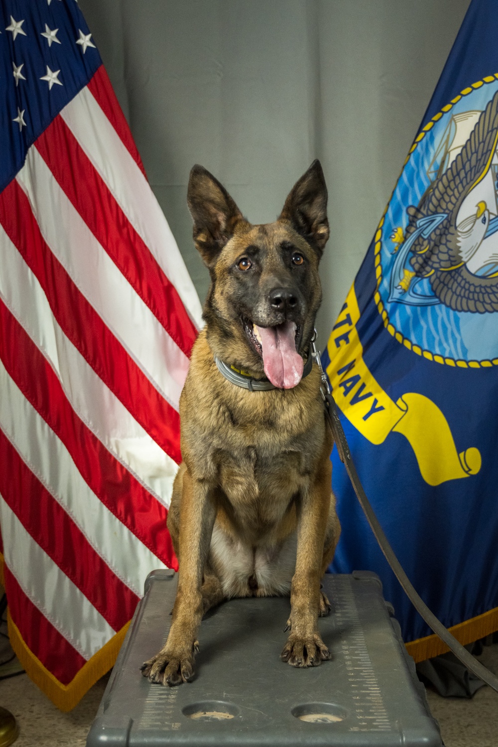 Camp Lemonnier's MWD's Security Department Pose for Portraits