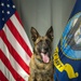 Camp Lemonnier's MWD's Security Department Pose for Portraits