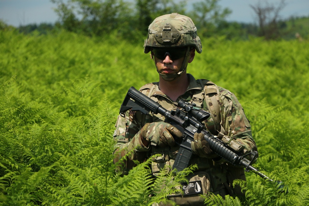 M4 and ferns