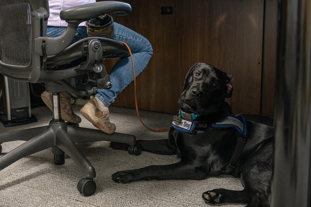 SLD 45 risk analyst embraces a dual role: ensuring public safety while training a guide dog