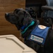 SLD 45 risk analyst embraces a dual role: ensuring public safety while training a guide dog