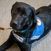 SLD 45 risk analyst embraces a dual role: ensuring public safety while training a guide dog