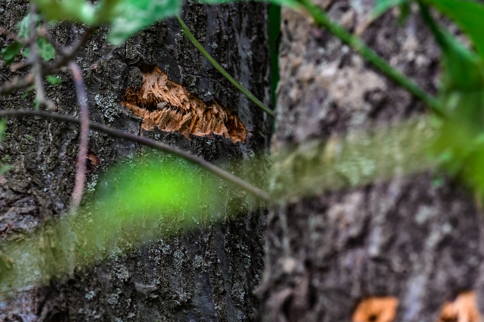 IDLC 23: Accelerated change hones combat edge for Defenders