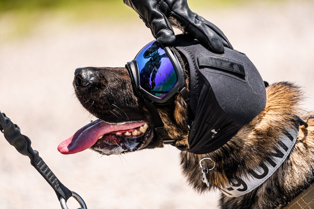 USAF, USSF K9 FRIES training