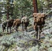 4th Reconnaissance Battalion conducts a patrol during a Mountain Exercise 4-23