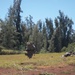 AIMC Patrol Field Leadership Course at Kahuku Training Area