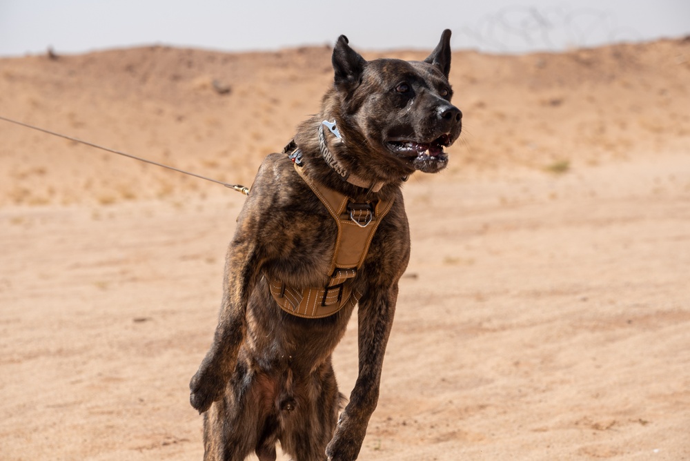 378th ESFS conduct handler training with military working dogs