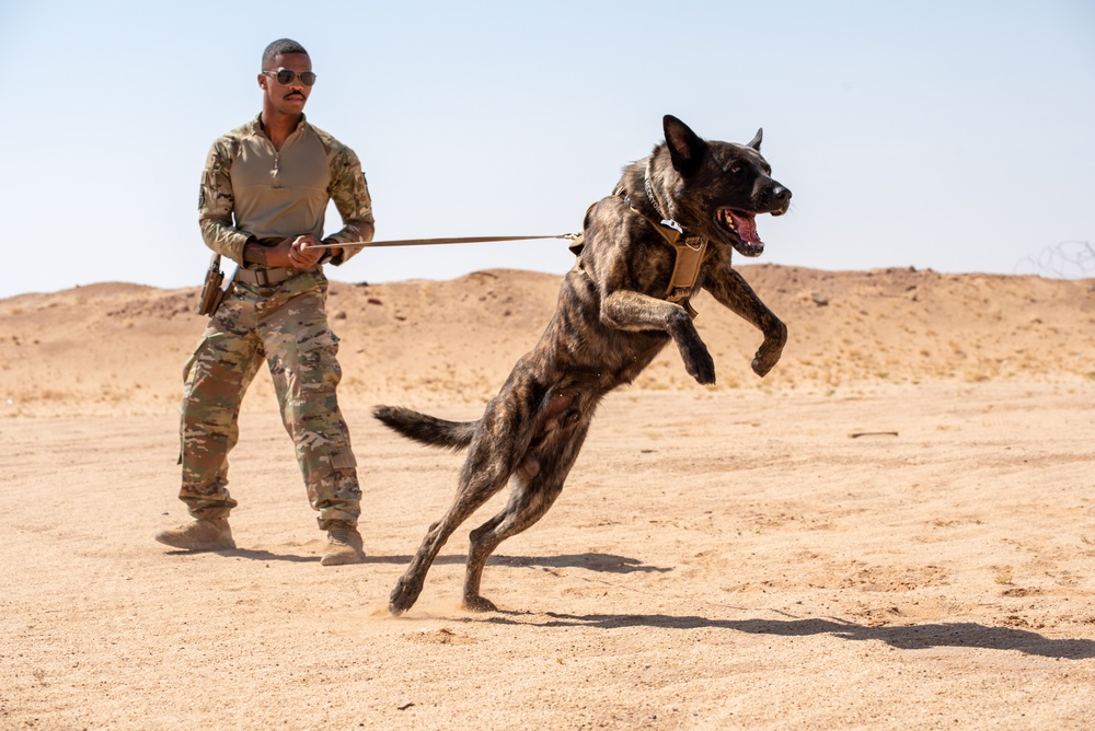 378th ESFS conduct handler training with military working dogs