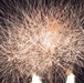 4th of July Fireworks