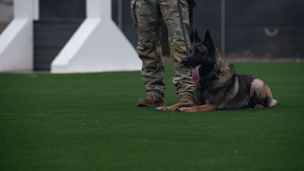 Military Working Dog Demonstration