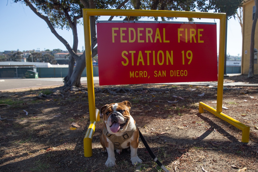 MCRD San Diego Mascot Monday