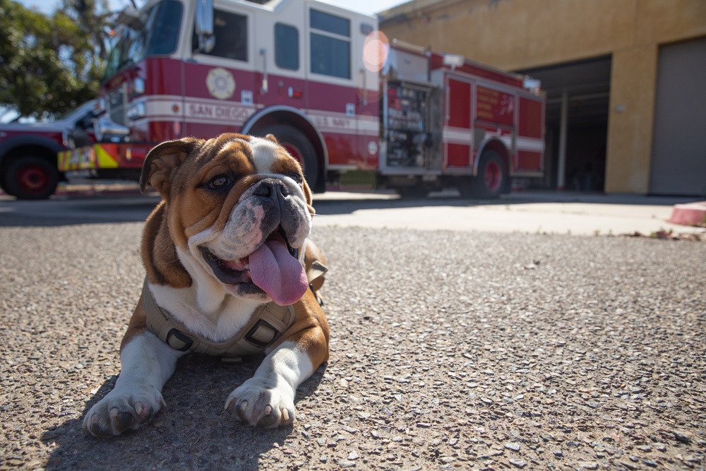 MCRD San Diego Mascot Monday