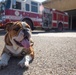 MCRD San Diego Mascot Monday