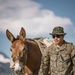 U.S. Marines from across the Corps participate in Animal Packers Course 1-23