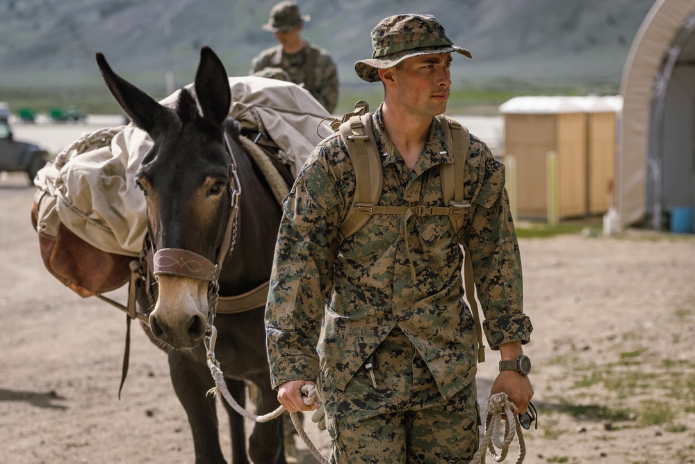 U.S. Marines from across the Corps participate in Animal Packers Course 1-23