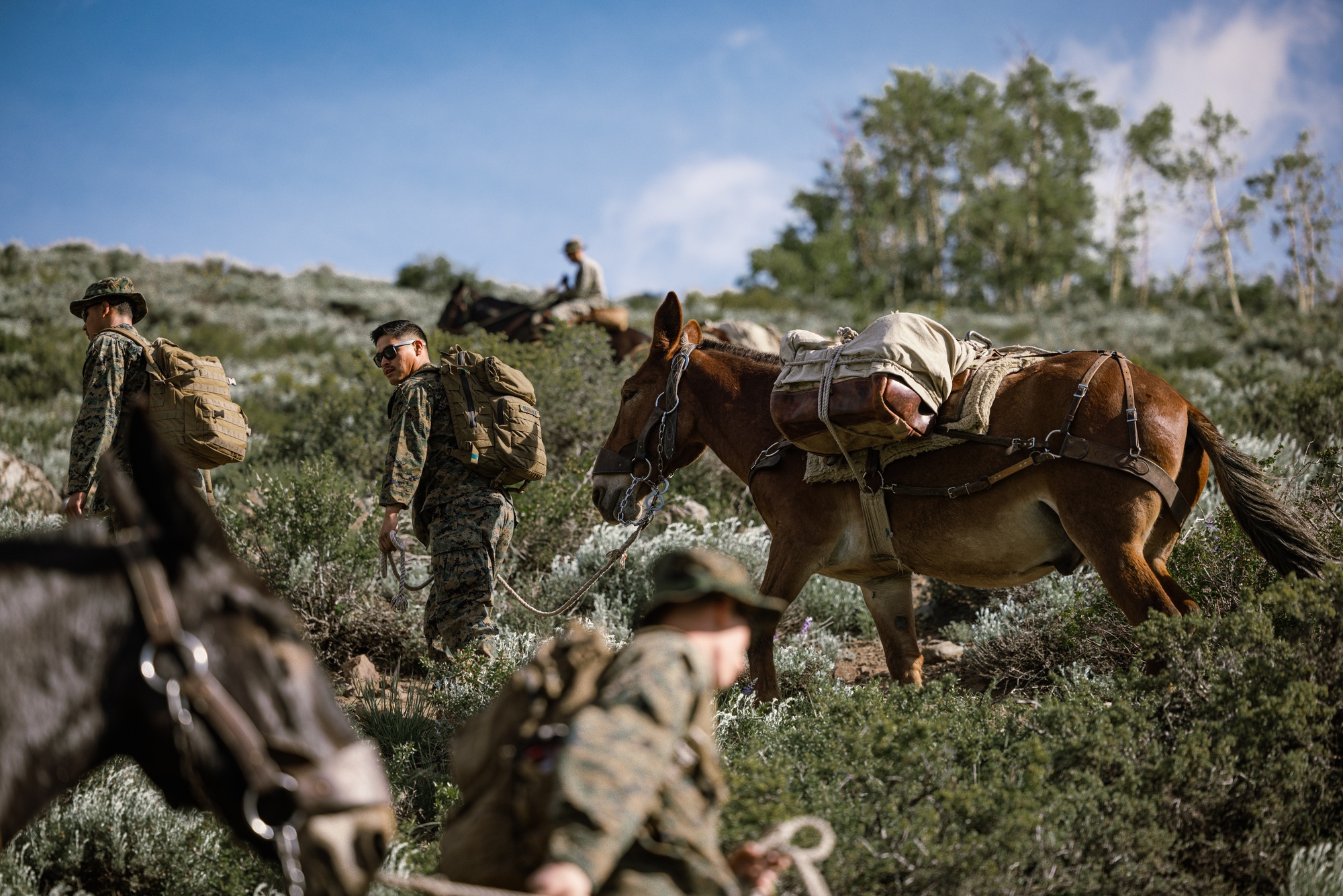 DVIDS - Images - U.S. Marines from across the Corps participate in Animal  Packers Course 1-23 [Image 5 of 16]