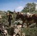 U.S. Marines from across the Corps participate in Animal Packers Course 1-23