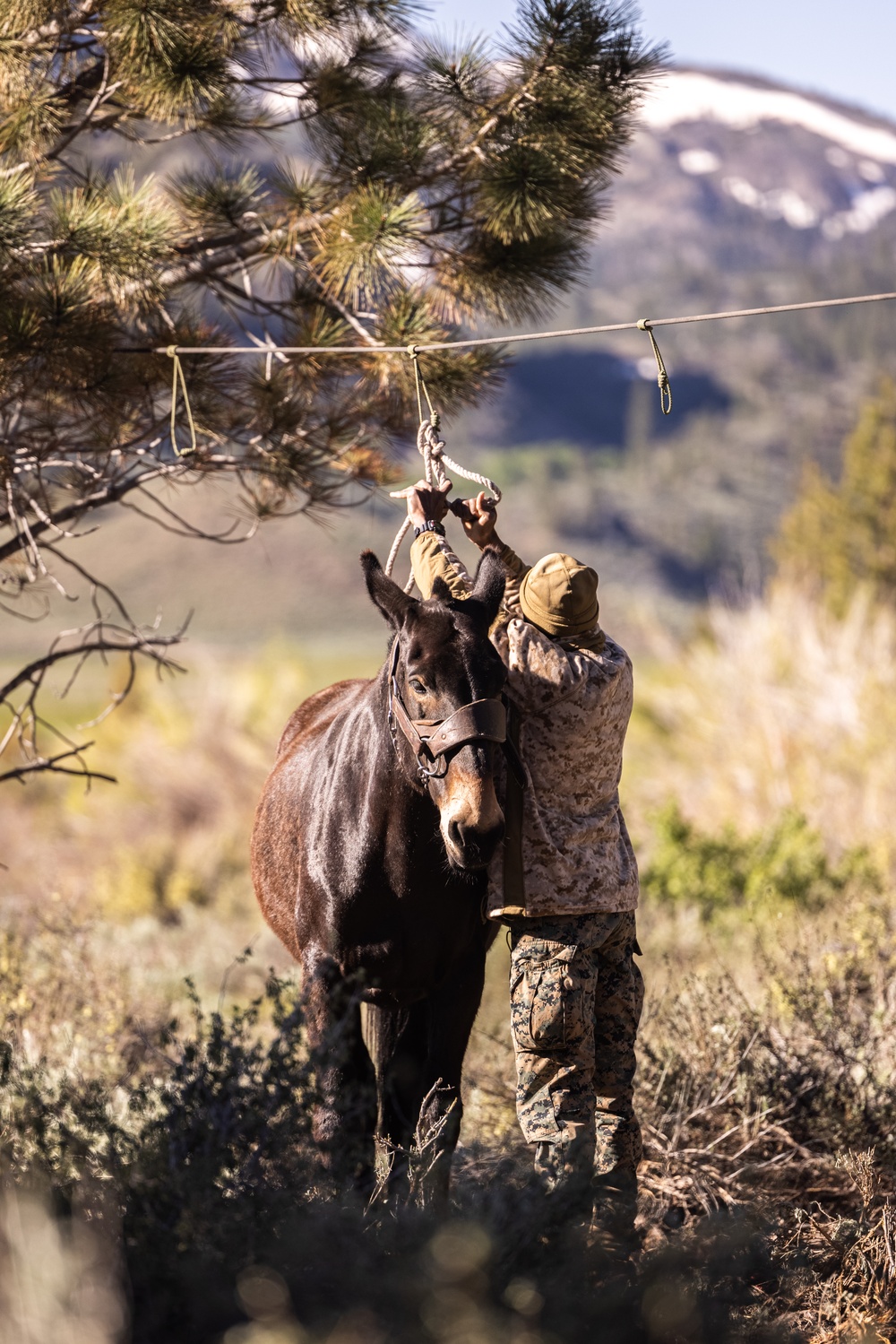 U.S. Marines from across the Corps participate in Animal Packers Course 1-23