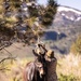 U.S. Marines from across the Corps participate in Animal Packers Course 1-23