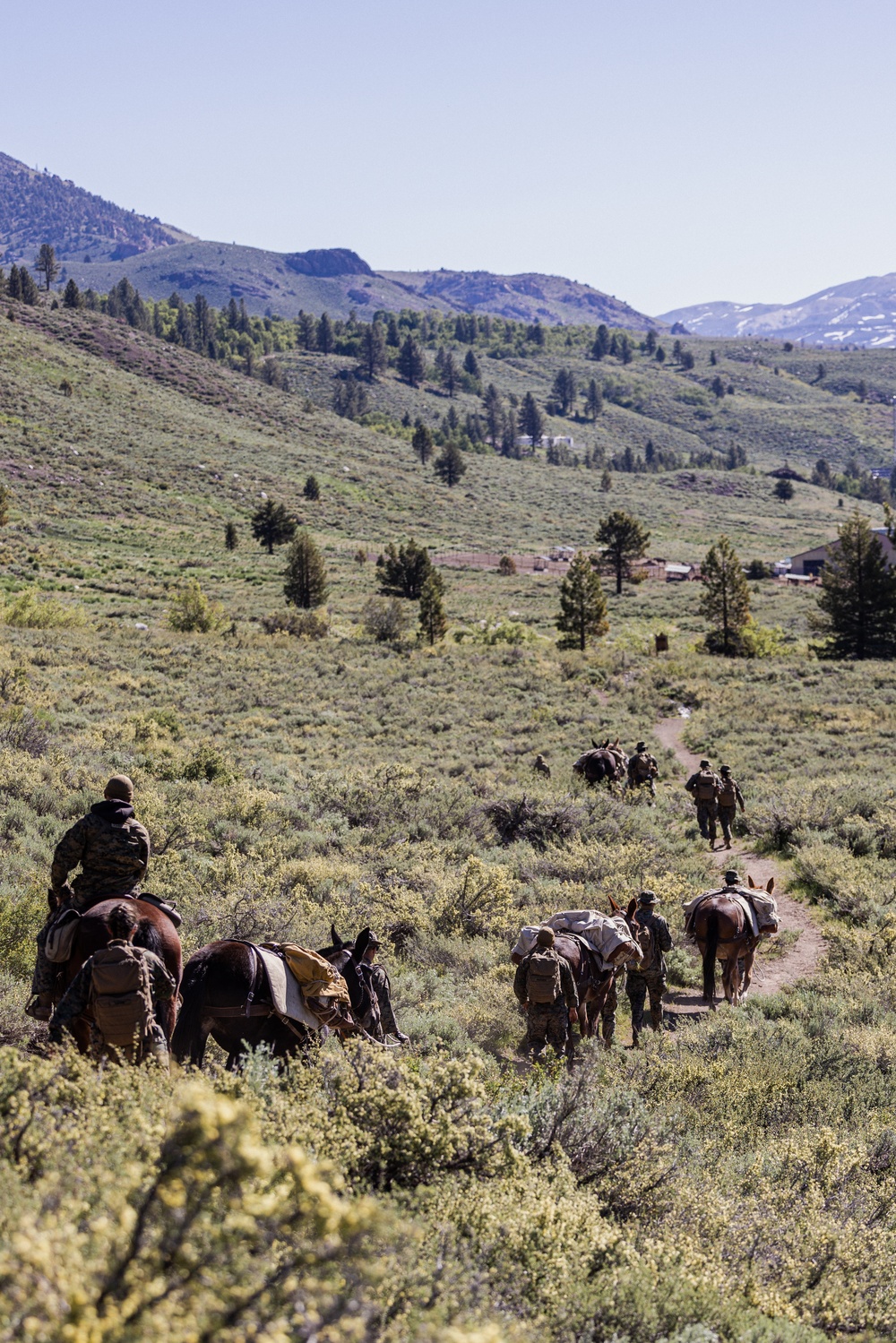 U.S. Marines from across the Corps participate in Animal Packers Course 1-23