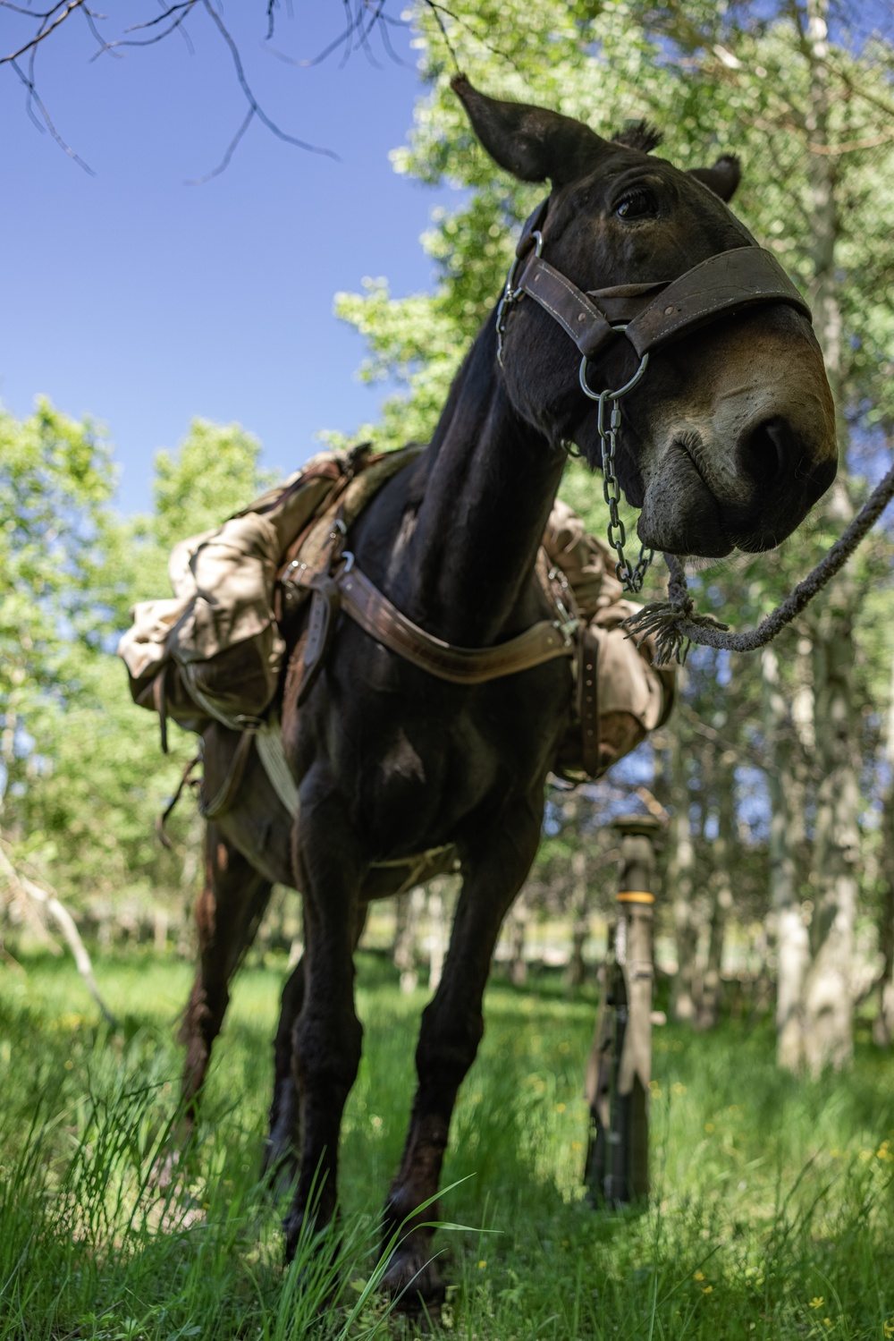 DVIDS Images U.S. Marines from across the Corps participate in