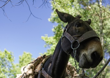 U.S. Marines from across the Corps participate in Animal Packers Course 1-23