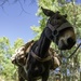 U.S. Marines from across the Corps participate in Animal Packers Course 1-23