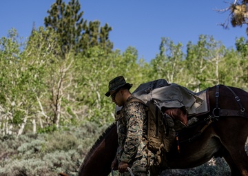 U.S. Marines from across the Corps participate in Animal Packers Course 1-23