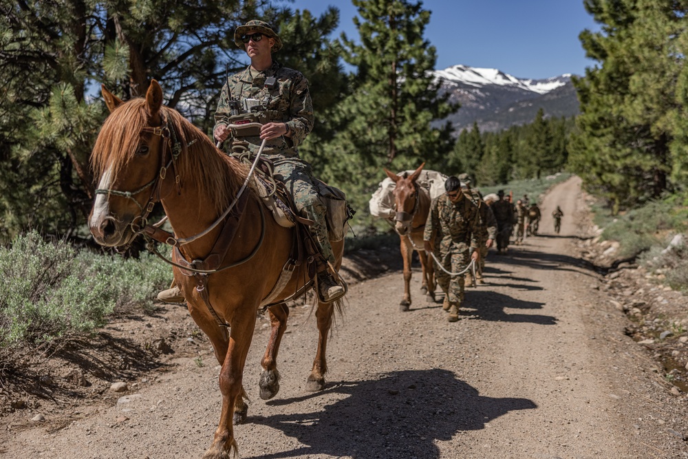 U.S. Marines from across the Corps participate in Animal Packers Course 1-23