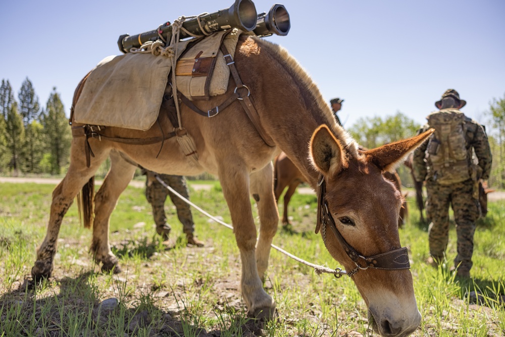 DVIDS Images U.S. Marines from across the Corps participate in