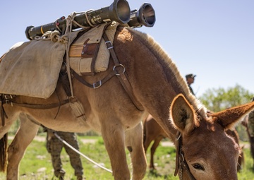 U.S. Marines from across the Corps participate in Animal Packers Course 1-23
