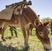 U.S. Marines from across the Corps participate in Animal Packers Course 1-23