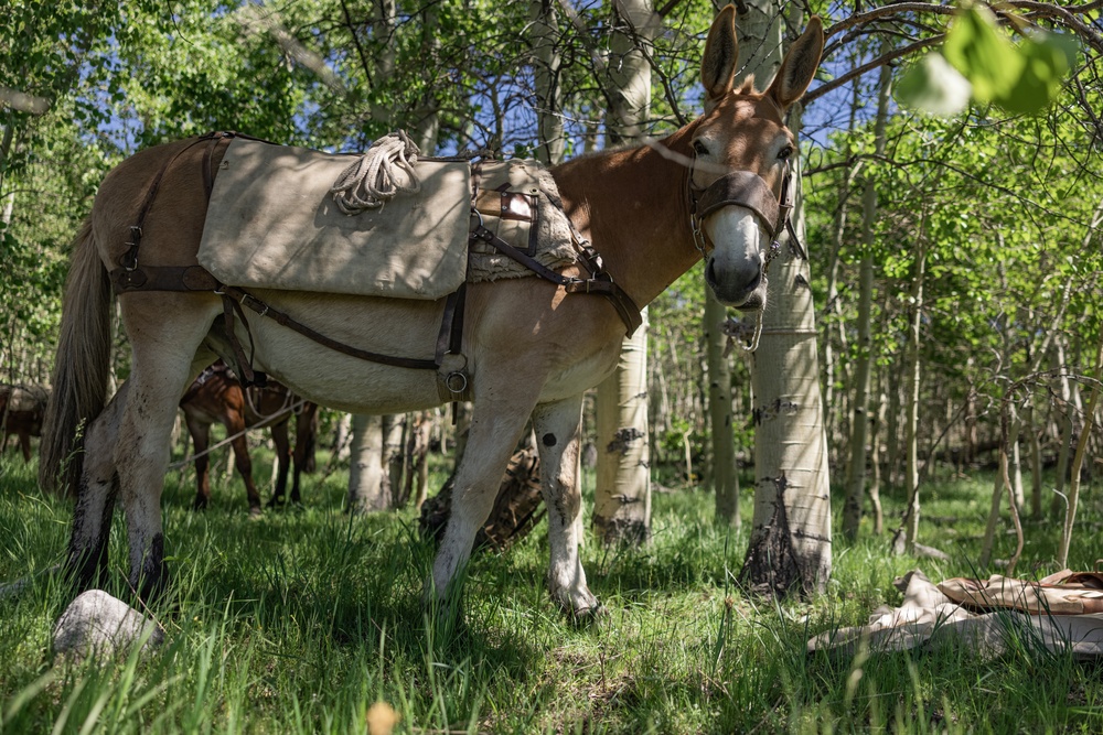 U.S. Marines from across the Corps participate in Animal Packers Course 1-23