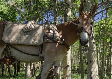 U.S. Marines from across the Corps participate in Animal Packers Course 1-23