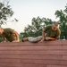 Officer candidates conquer the obstacle course