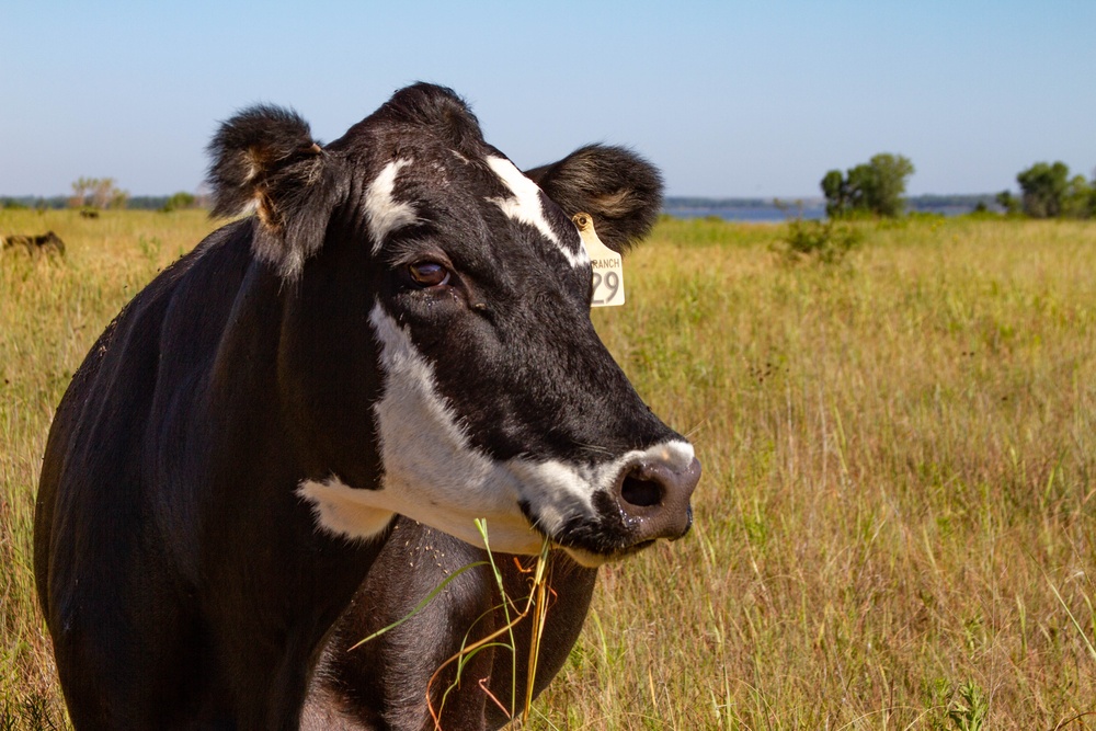 Holy Cow! Kansas City District’s Agricultural Leasing Program Provides Benefits Far Beyond Land Management