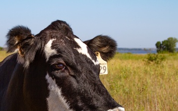 Holy Cow! Kansas City District’s Agricultural Leasing Program Provides Benefits Far Beyond Land Management