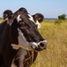 Holy Cow! Kansas City District’s Agricultural Leasing Program Provides Benefits Far Beyond Land Management