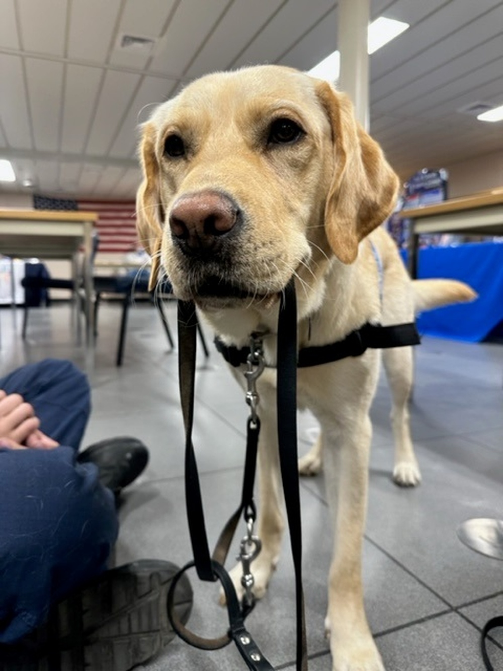 DVIDS - Images - Charlie, a Facility Dog at NMRTU Norfolk