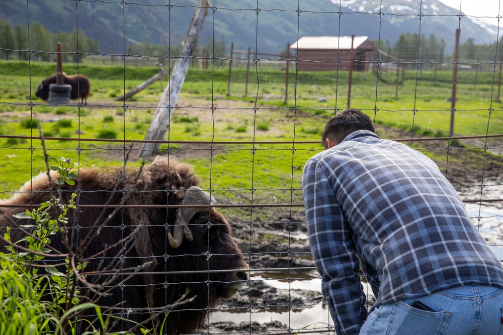 Observing a Rescued Muskox at the Conservation Center