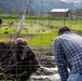 Observing a Rescued Muskox at the Conservation Center