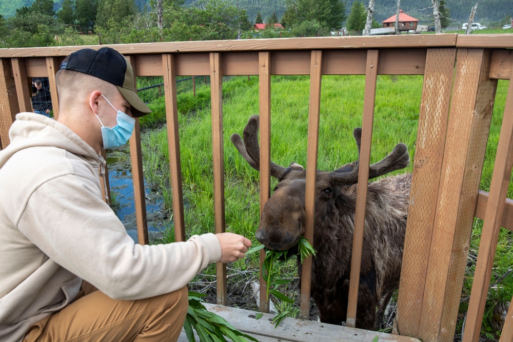 Feeding a Moose