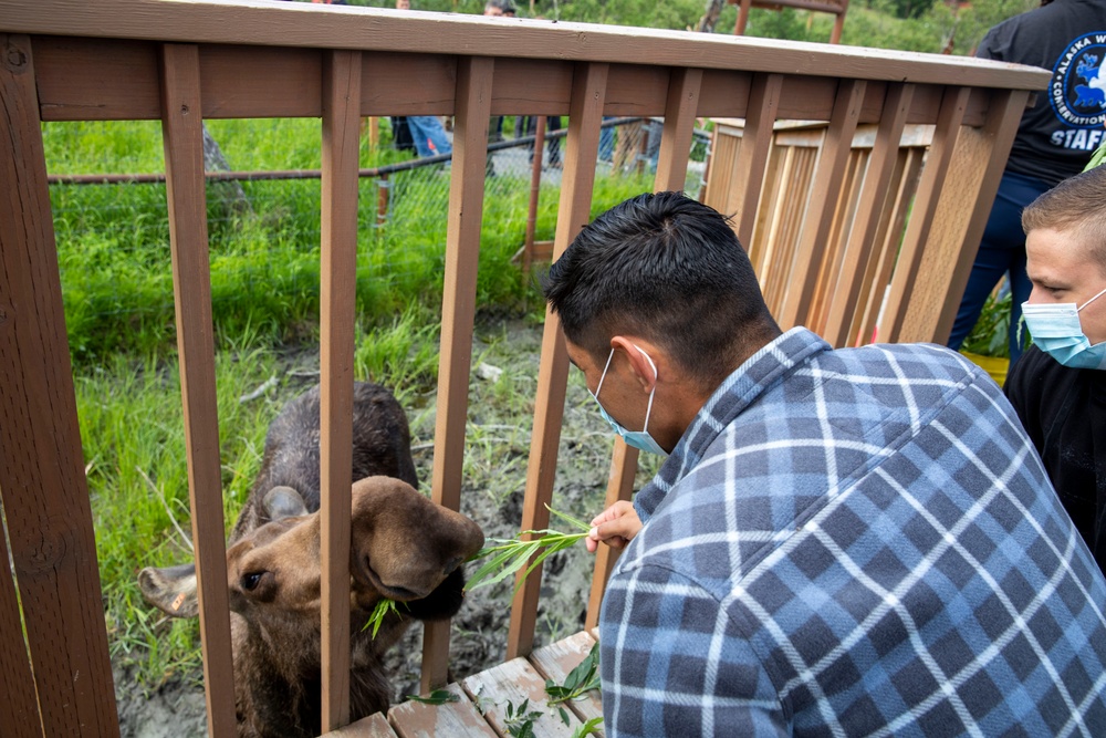 Feeding a Moose