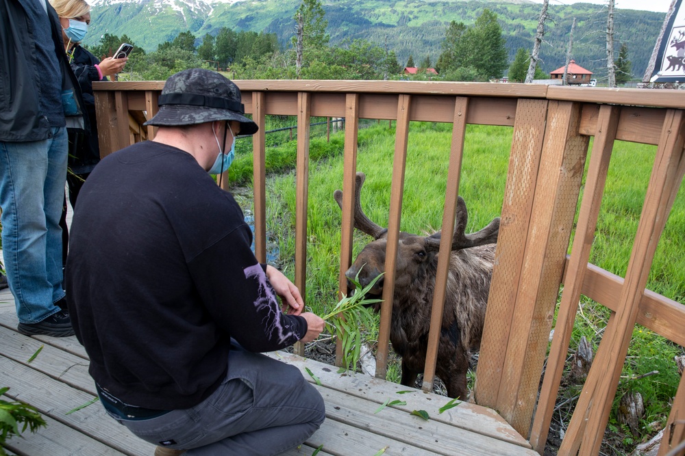 Feeding a Moose