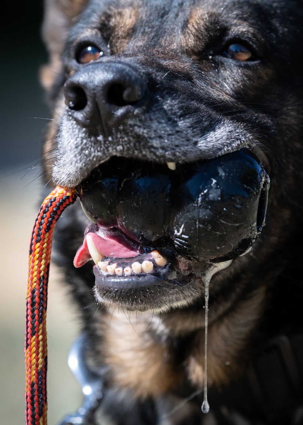 Unique Partnership for Military Working Dogs
